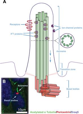 Primary cilia-associated signalling in squamous cell carcinoma of head and neck region